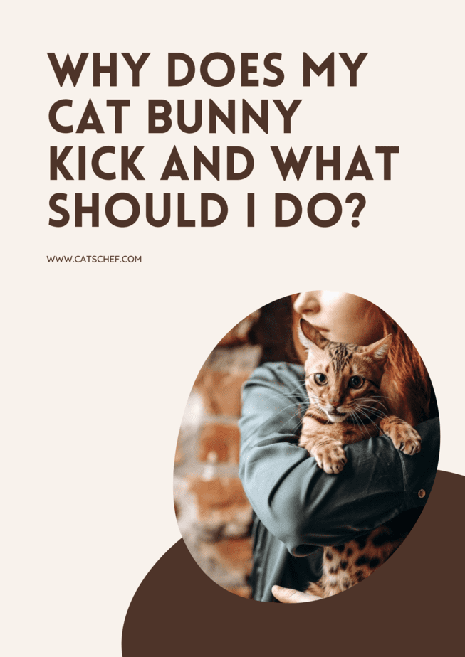 Why Does My Cat Bunny Kick And What Should I Do?