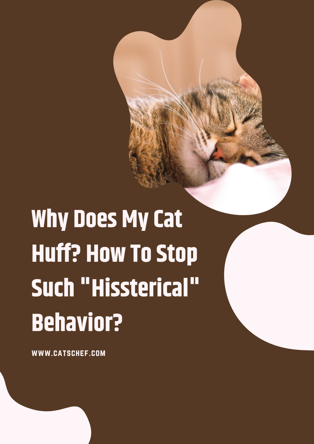 Why Does My Cat Huff? How To Stop Such "Hissterical" Behavior?