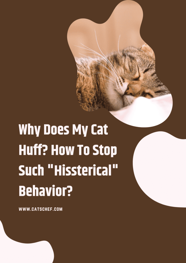 Why Does My Cat Huff? How To Stop Such "Hissterical" Behavior?