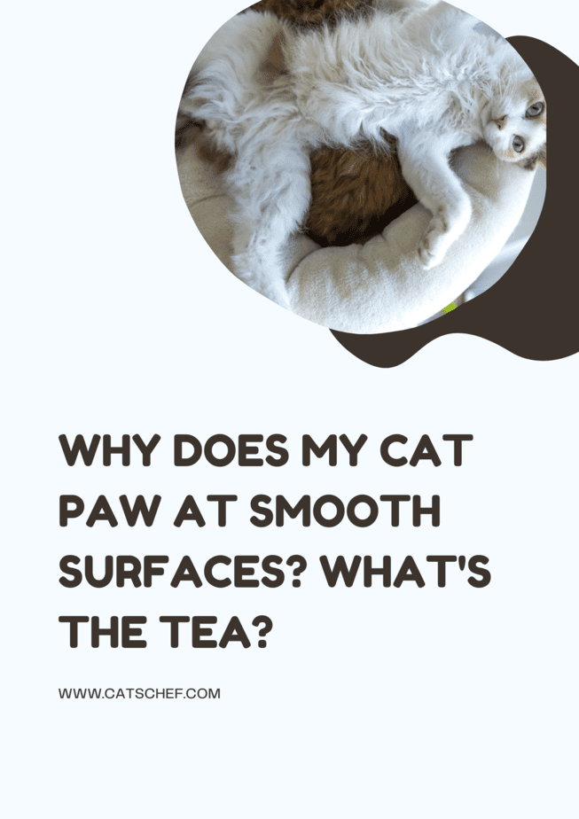 Why Does My Cat Paw At Smooth Surfaces? What's The Tea?