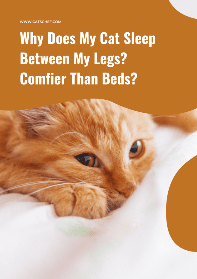 Why Does My Cat Sleep Between My Legs? Comfier Than Beds?