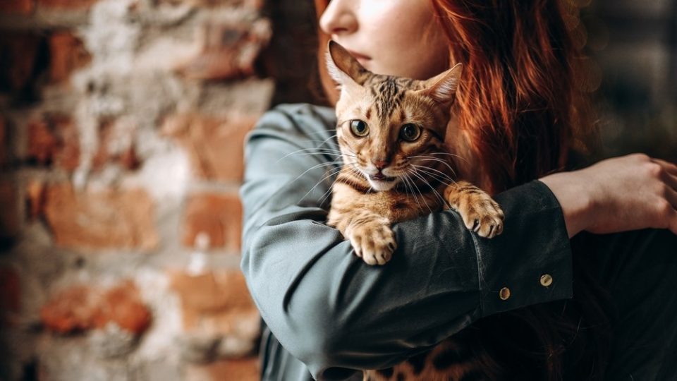 Why Does My Cat Squeak When I Pick Him Up? Am I Hurting Him?