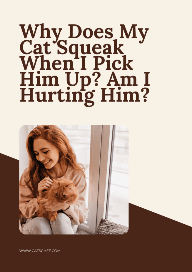Why Does My Cat Squeak When I Pick Him Up? Am I Hurting Him?
