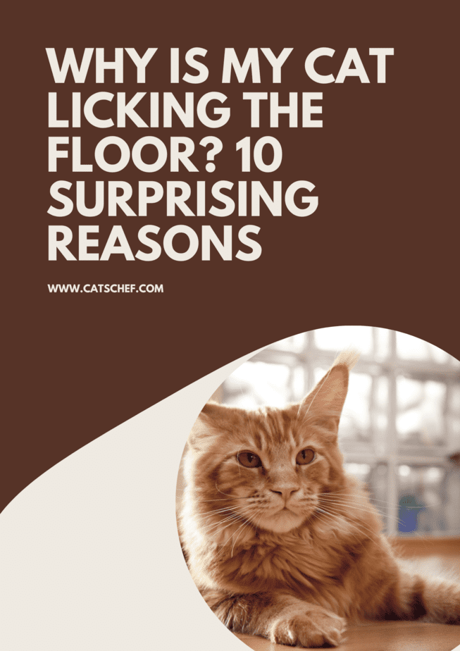Why Is My Cat Licking The Floor? 10 Surprising Reasons