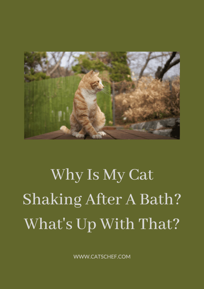 Why Is My Cat Shaking After A Bath? What's Up With That?
