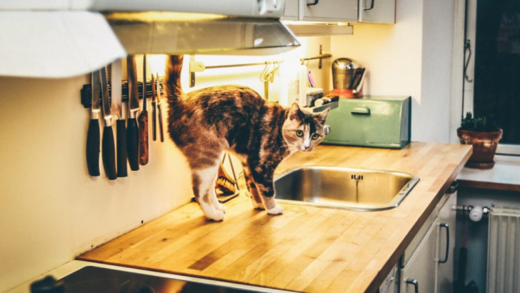 Why Is Your Cat Peeing On The Stove And What To Do About It?