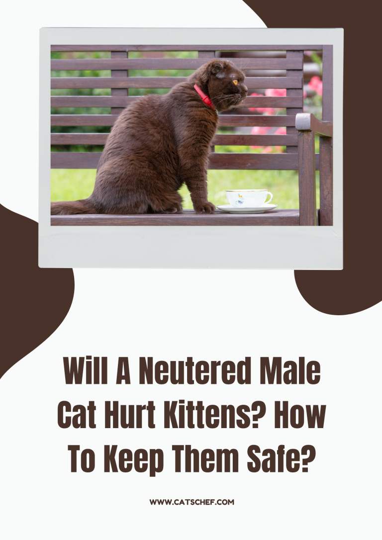 Will A Neutered Male Cat Hurt Kittens? How To Keep Them Safe?