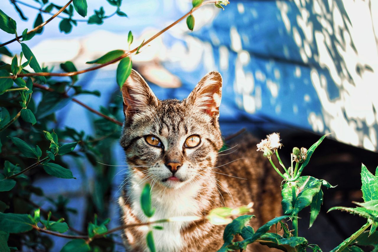 Will A Neutered Male Cat Hurt Kittens? How To Keep Them Safe?