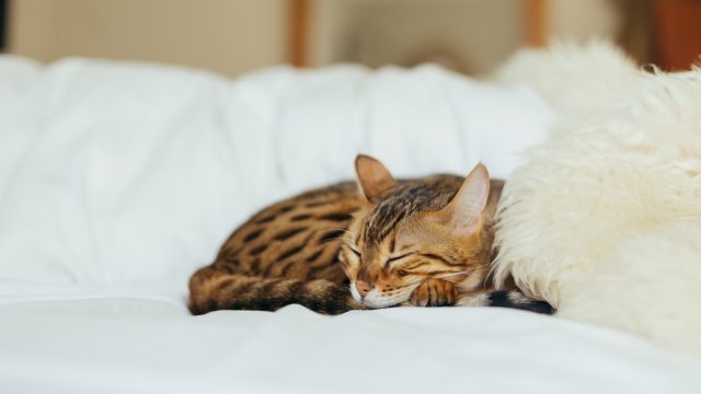 are bengal cats hypoallergenic