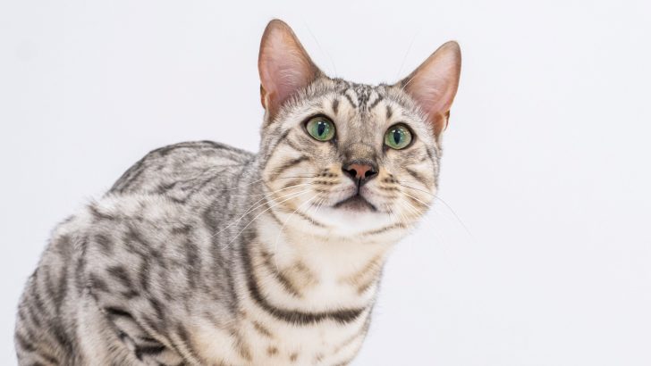 Are Savannah Cats Hypoallergenic? Will Sneezing Be As Wild?