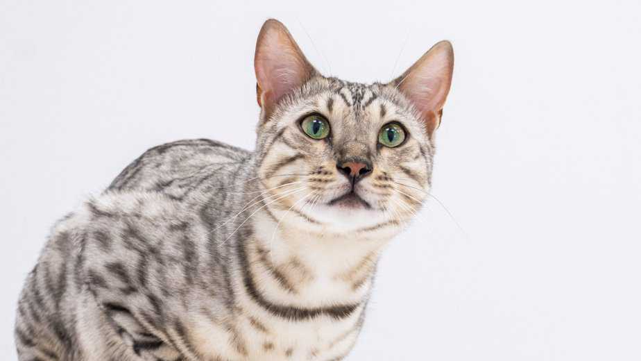 are savannah cats hypoallergenic