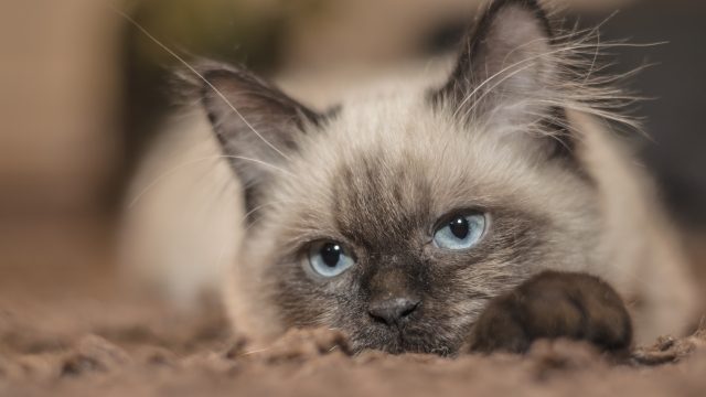 are siamese cats hypoallergenic