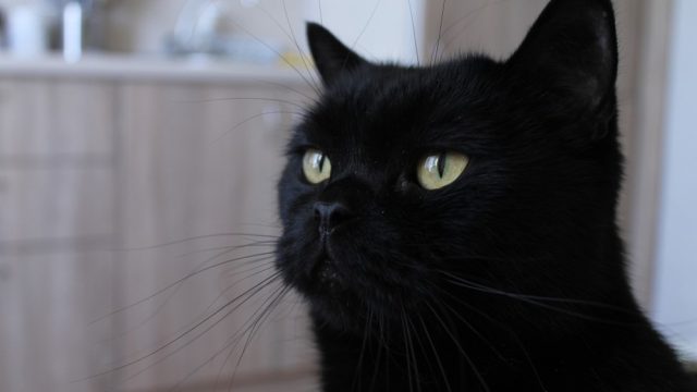 black cat whiskers