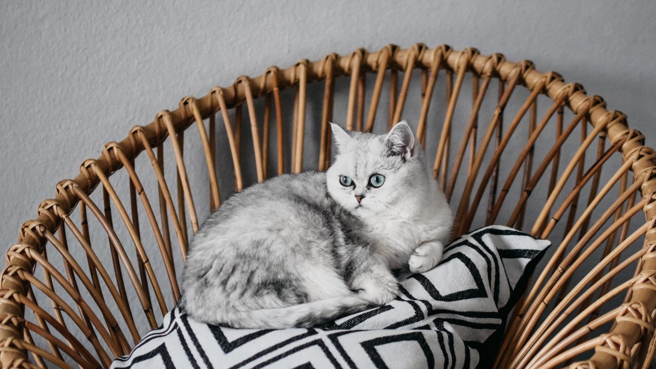 British Shorthair Chinchilla Cats: Teddy Bears Of The Feline World