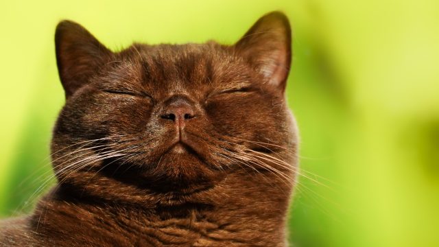 brown cat names