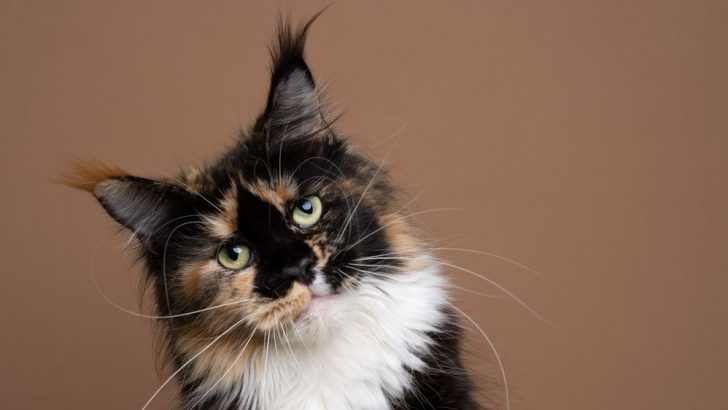 Calico Maine Coon: A Three-Colored Diva That Will Dazzle You