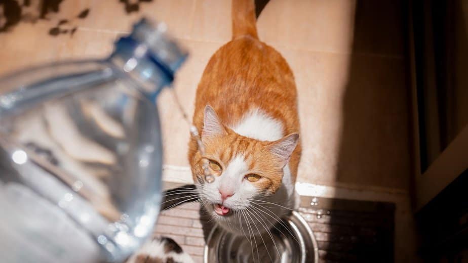 can cats drink alkaline water