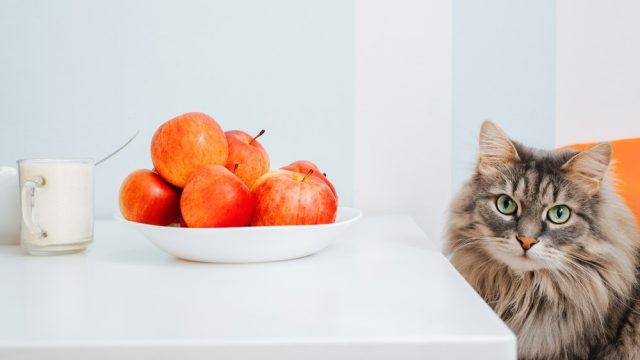 can cats drink apple juice