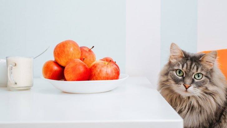 Kediler Elma Suyu İçebilir mi? Kendini Serbest Bırakabilir mi? 