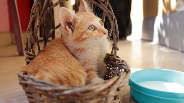 can cats drink goat milk