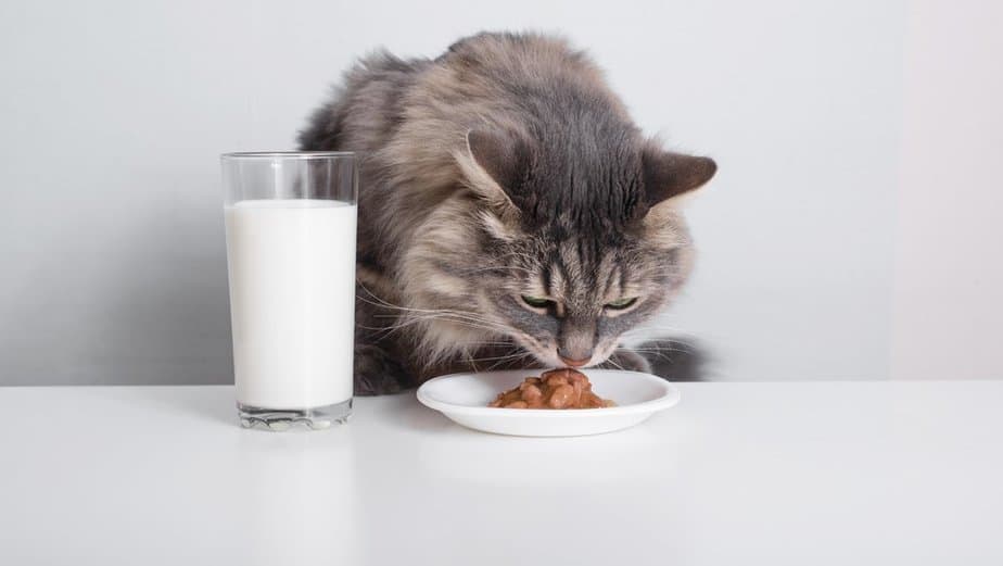 can cats drink soy milk
