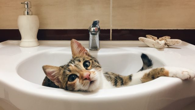 can cats drink tap water