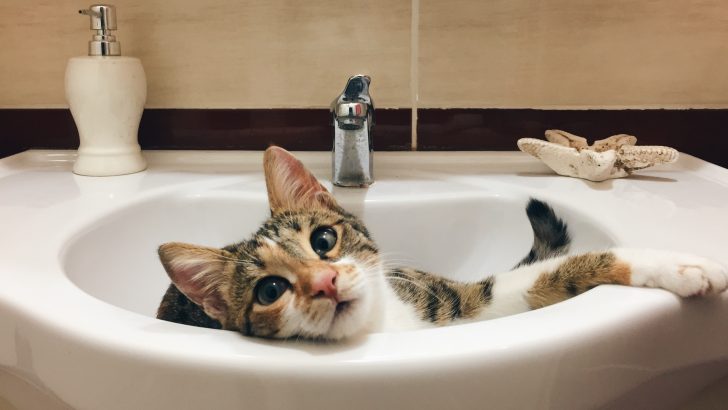Kediler Musluk Suyu İçebilir mi? Bu İkram Hakkındaki Düşüncelerini "Su "layın