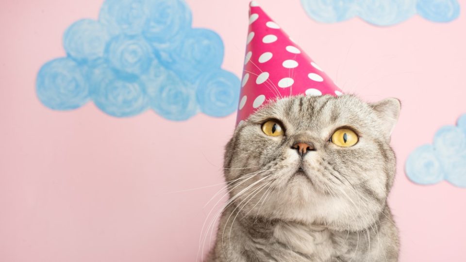 Can Cats Eat Baby Food Will It Put Them In A Great Mood can-cats-eat-baby-food-will-it-put-them-in-a-great-mood