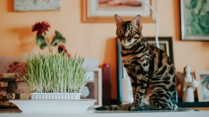 Can Cats Eat Chives? Or Should They Run For Their Lives?