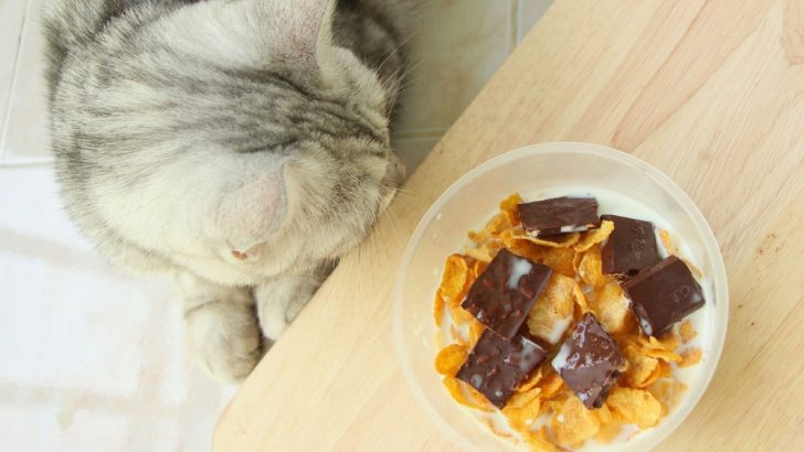 Can Cats Eat Corn Flakes? Or Should Your Pet Flake On Them?