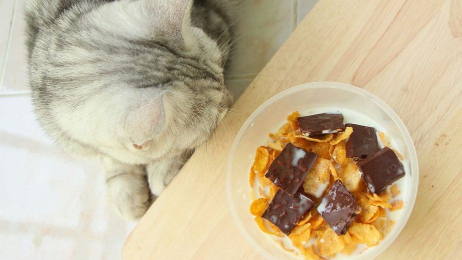 can cats eat corn flakes