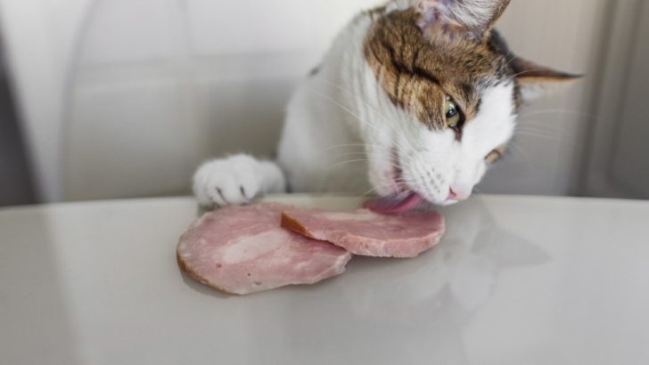 Kediler Öğle Yemeğinde Et Yiyebilir mi? Bu Lezzetli İkramı Yiyebilirler mi? 
