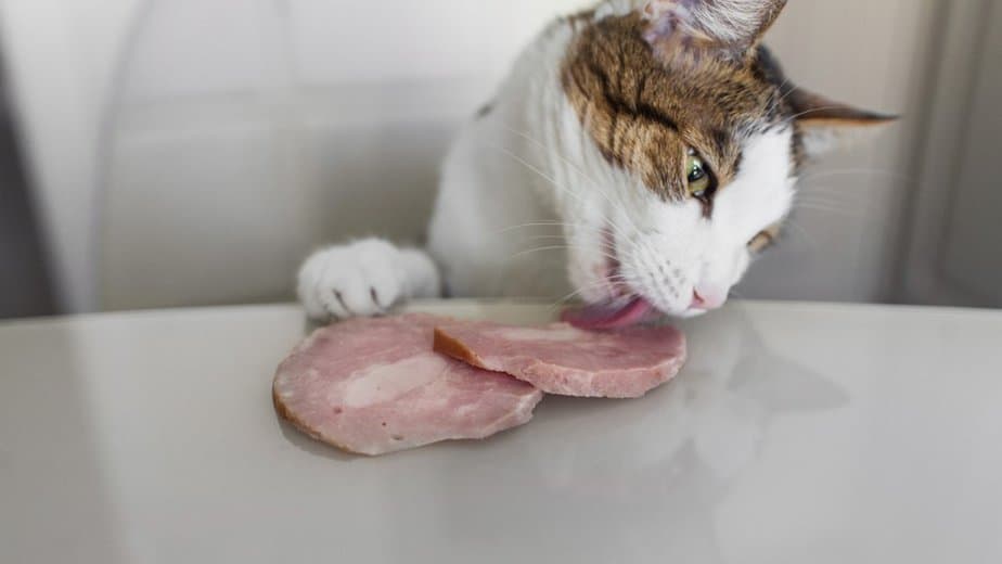 can cats eat lunch meat