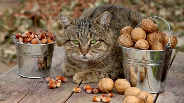 Kediler Fındık Yiyebilir mi? Bu Yiyecek Hakkında "Deli" midirler? 