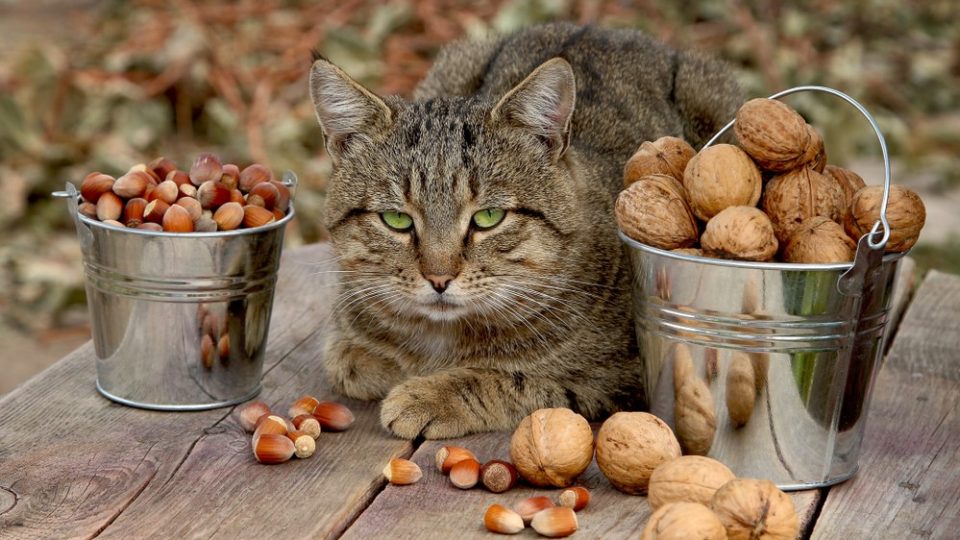 Can Cats Eat Nuts? Are They "Nuts" About This Food?