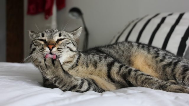 can cats eat raw meat