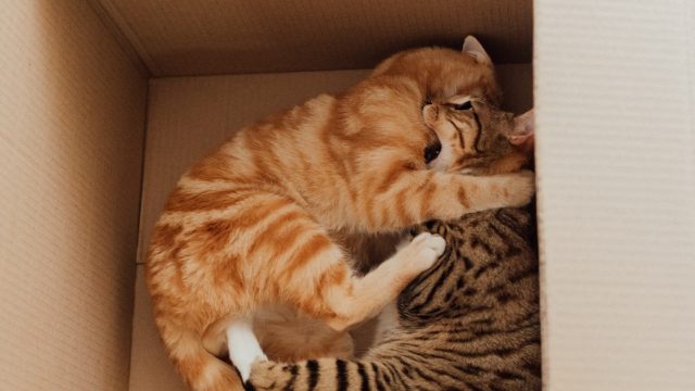 cat biting other cat neck