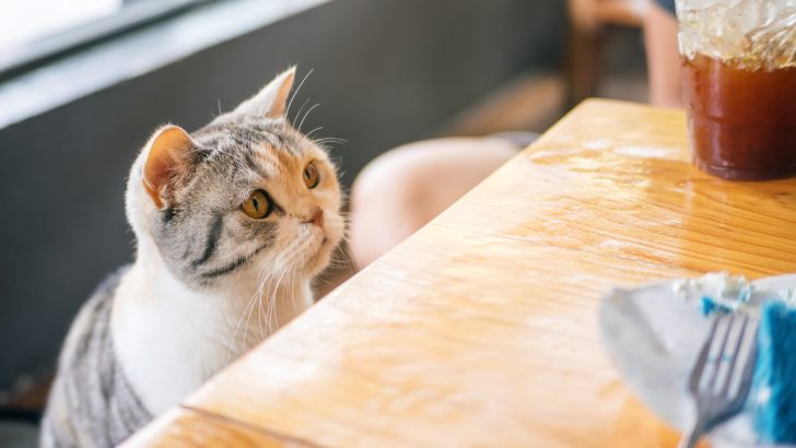 My Cat Is Gagging At Food: Bir Nedenden Dolayı mı Endişelisiniz? 