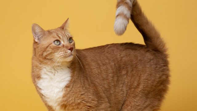 cat laryngitis