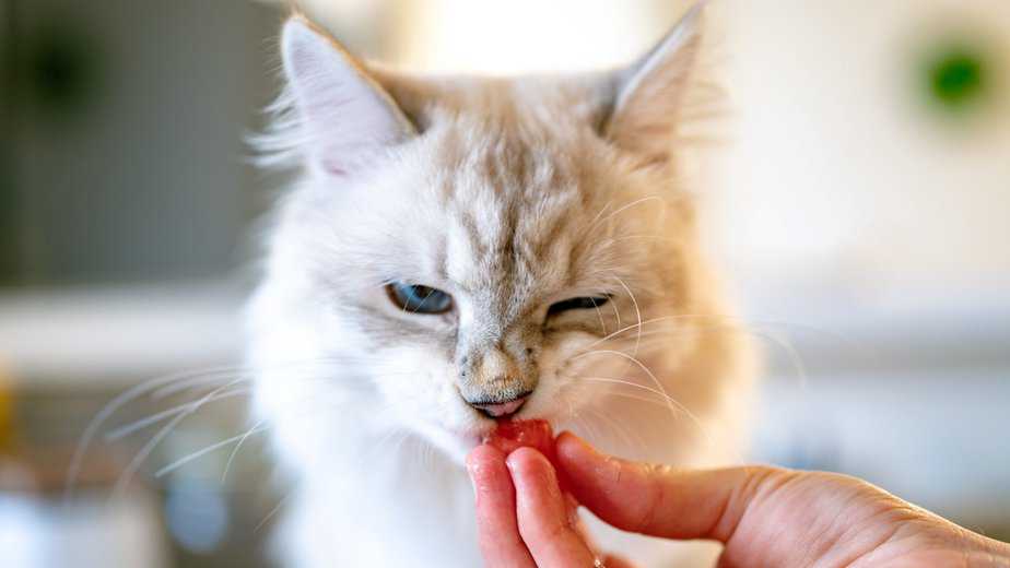 cat licks food but doesn't eat