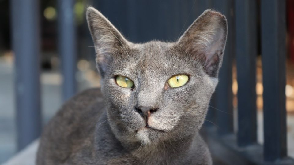 cat-losing-hair-on-ears-here-s-what-you-need-to-know