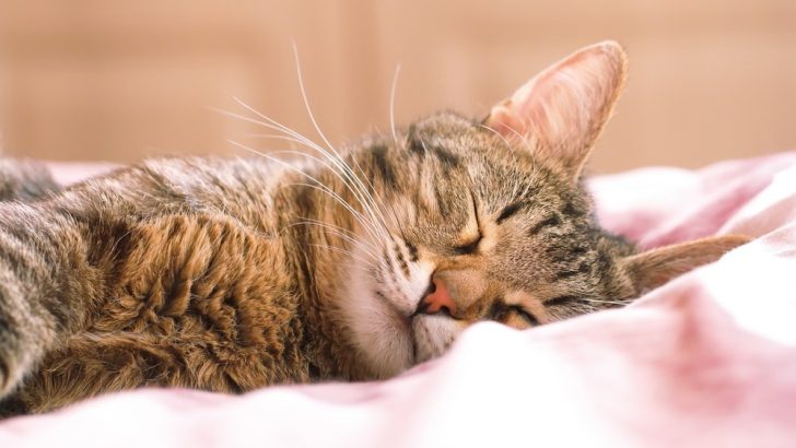 Kedi Uyurken İnleme Sesi Çıkarıyor: Endişelenmeli miyim? 