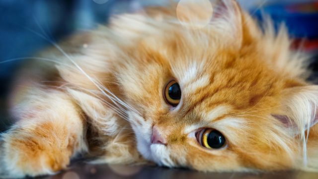 cat names ending in y