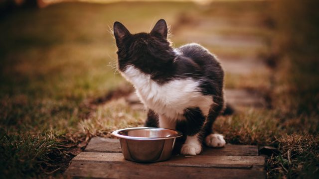 cat not eating much but acting normal