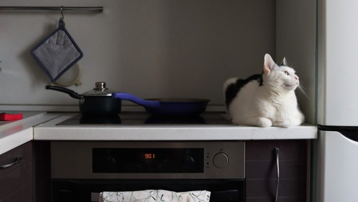 Why Is Your Cat Peeing On The Stove And What To Do About It?