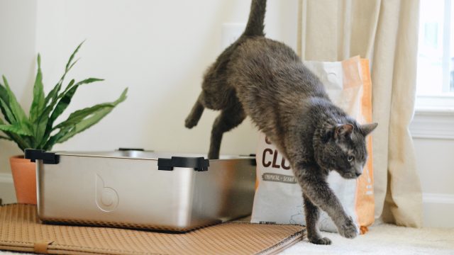 cat poop half firm half soft