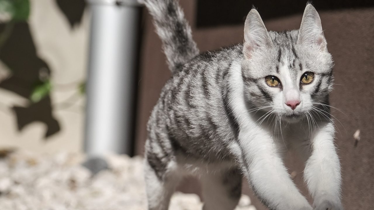 Why Is My Cat Running Sideways? Is She A Trained Secret Agent?