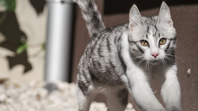 cat running sideways