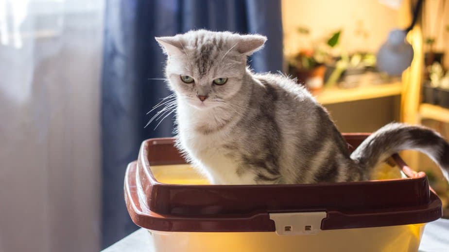 Kedi Kum Kabının Kenarlarını Tırmalıyor
