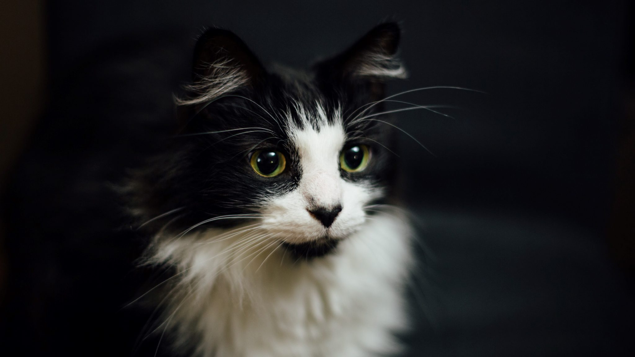 My Cat Is Walking Low To The Ground Why Is She Crouching?